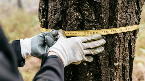 half-img-upplands-arborist-1