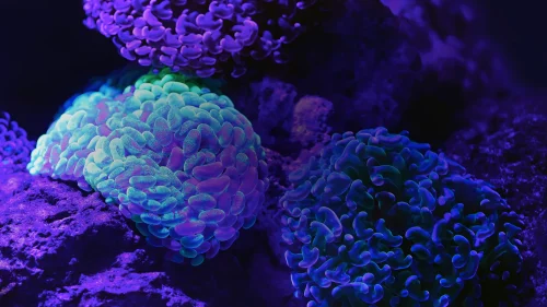 banner-buzzardpharma-8